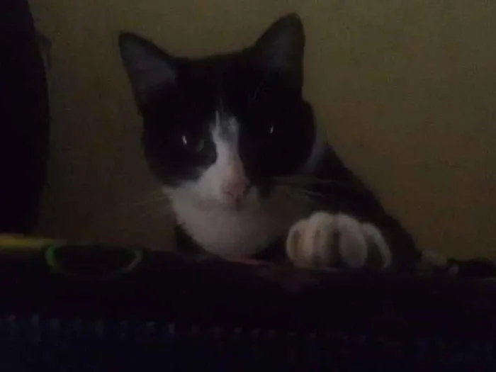 Gato ra a  idade 7 a 11 meses nome Laila