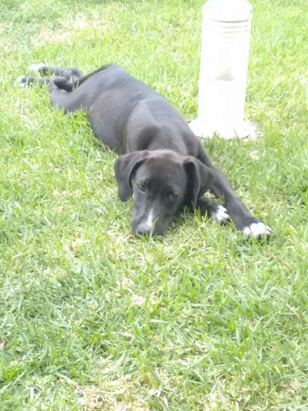 Cachorro ra a Vira lata idade 2 anos nome Duque