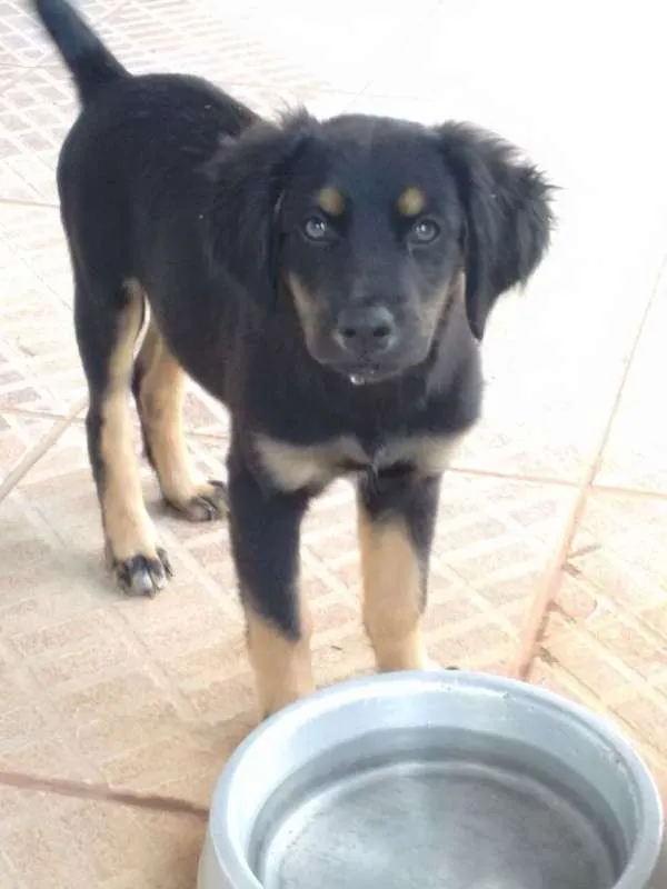Cachorro ra a Vira-lata idade 2 anos nome Ozzy
