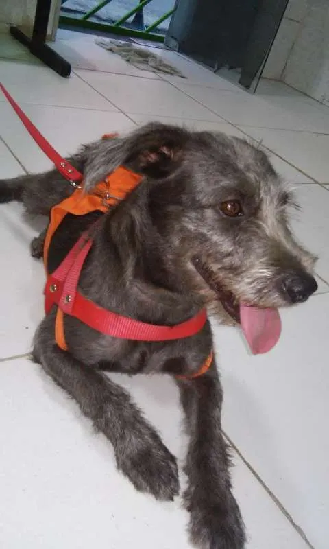 Cachorro raça SRD idade 2 anos nome NIna