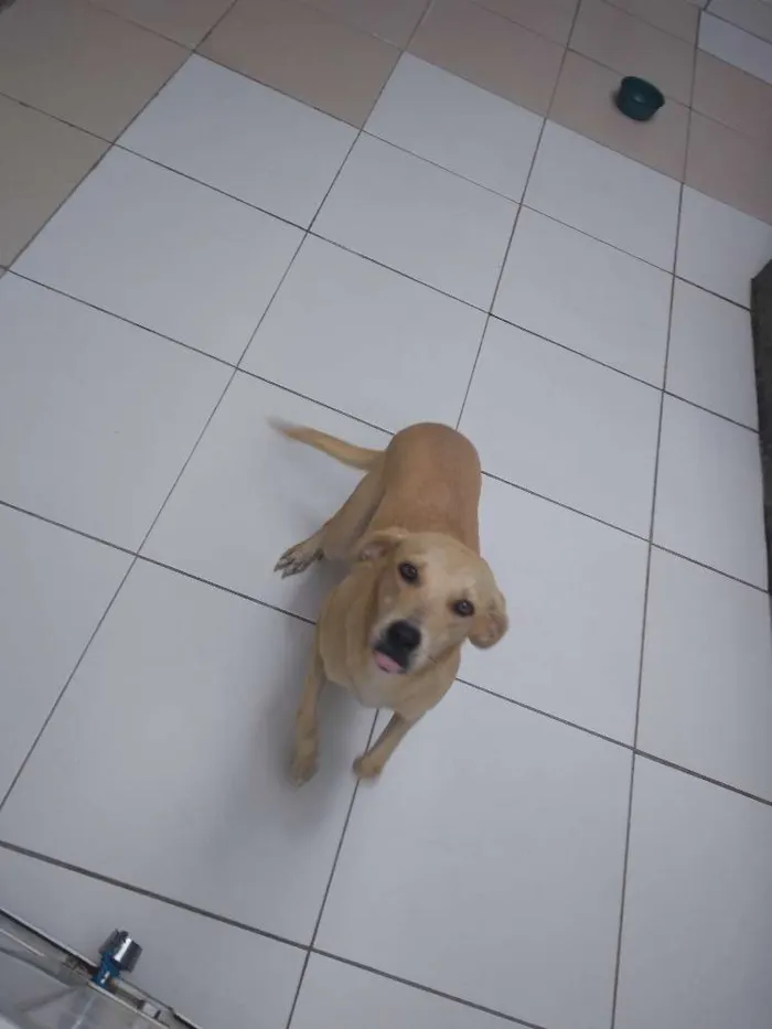 Cachorro raça Viralata idade 7 a 11 meses nome Meg
