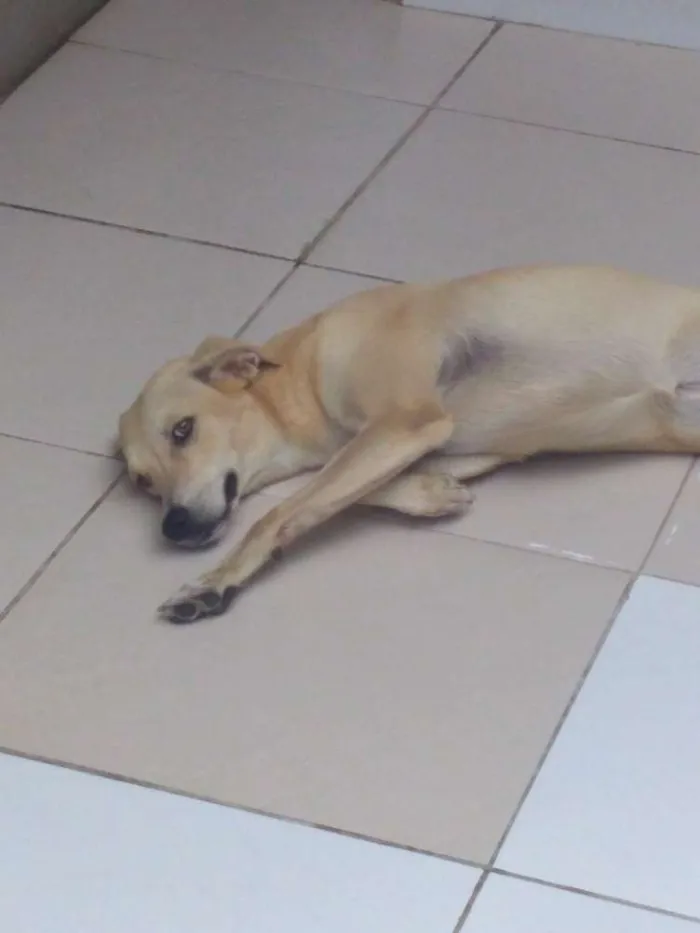 Cachorro raça Viralata idade 7 a 11 meses nome Meg