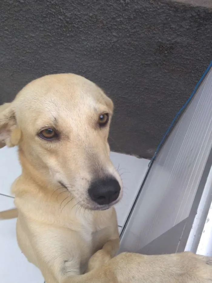 Cachorro raça Viralata idade 7 a 11 meses nome Meg