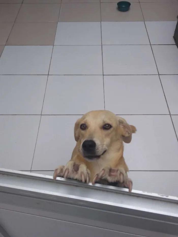 Cachorro raça Viralata idade 7 a 11 meses nome Meg