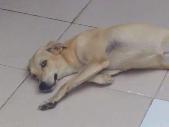 Cachorro raça Viralata idade 7 a 11 meses nome Meg