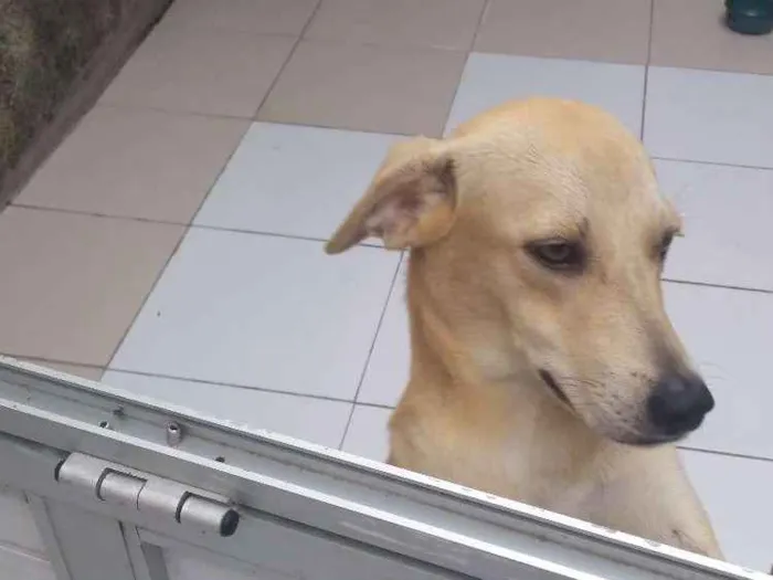 Cachorro raça Viralata idade 7 a 11 meses nome Meg
