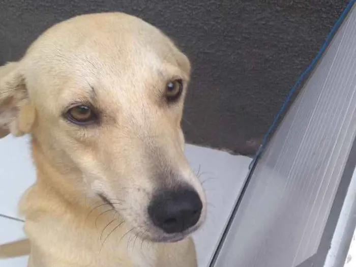 Cachorro raça Viralata idade 7 a 11 meses nome Meg