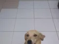 Meg