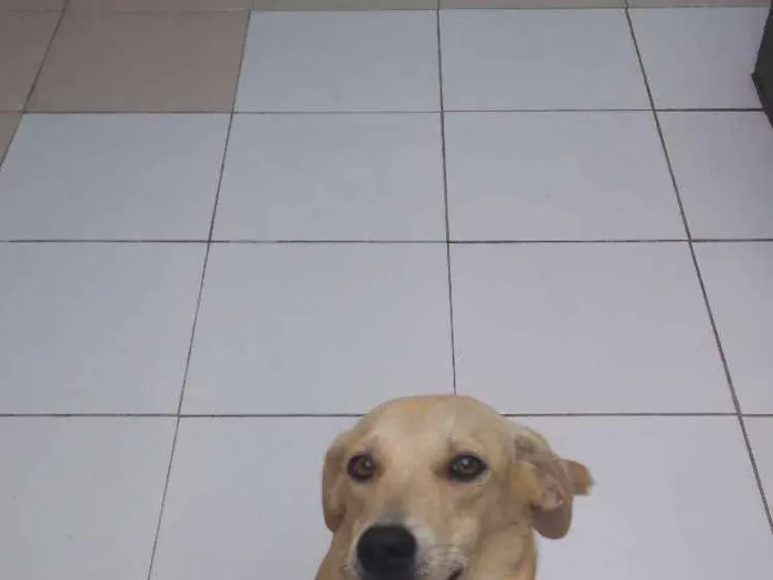Cachorro raça Viralata idade 7 a 11 meses nome Meg