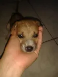 mel