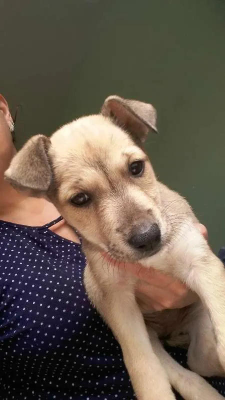 Cachorro ra a SRD idade 2 a 6 meses nome Clara