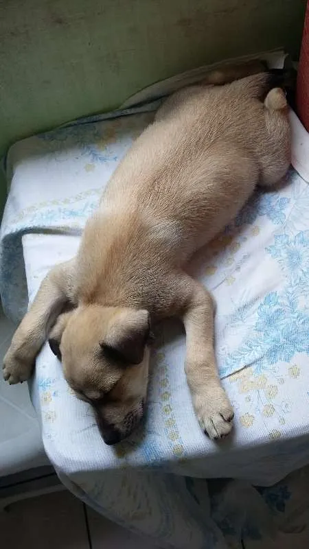 Cachorro ra a SRD idade 2 a 6 meses nome Clara