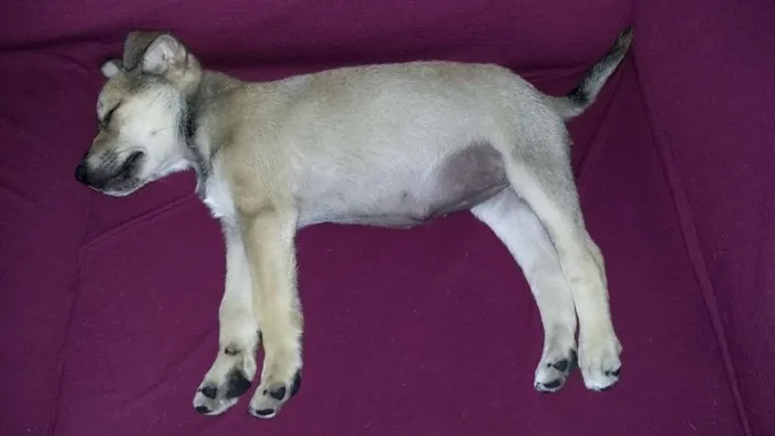 Cachorro ra a SRD idade 2 a 6 meses nome Clara