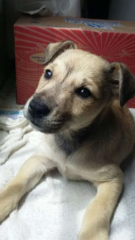 Cachorro ra a SRD idade 2 a 6 meses nome Clara
