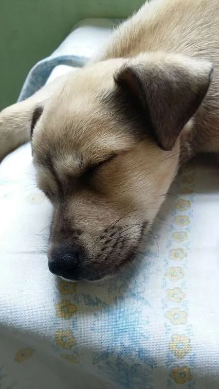 Cachorro ra a SRD idade 2 a 6 meses nome Clara