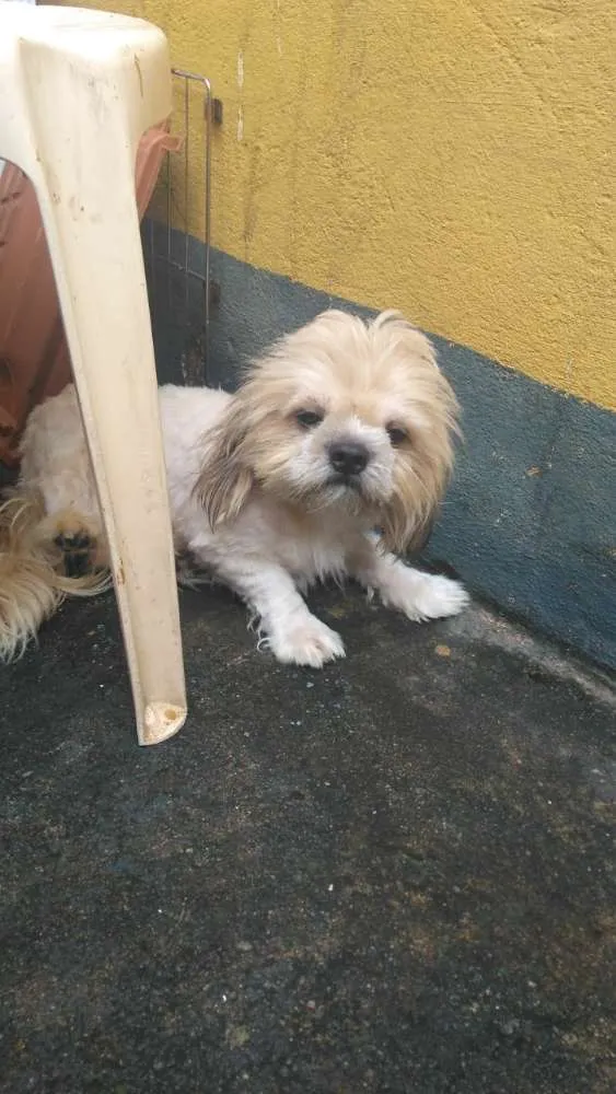 Cachorro ra a Shitzu idade 7 a 11 meses nome bolota