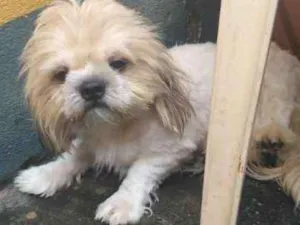 Cachorro raça Shitzu idade 7 a 11 meses nome bolota