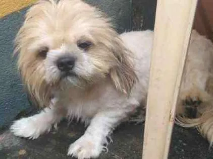Cachorro ra a Shitzu idade 7 a 11 meses nome bolota