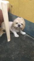 cachorrinho
