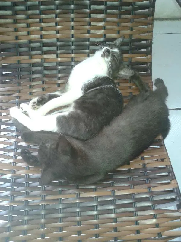 Gato raça mestiços idade 2 a 6 meses nome sem nome
