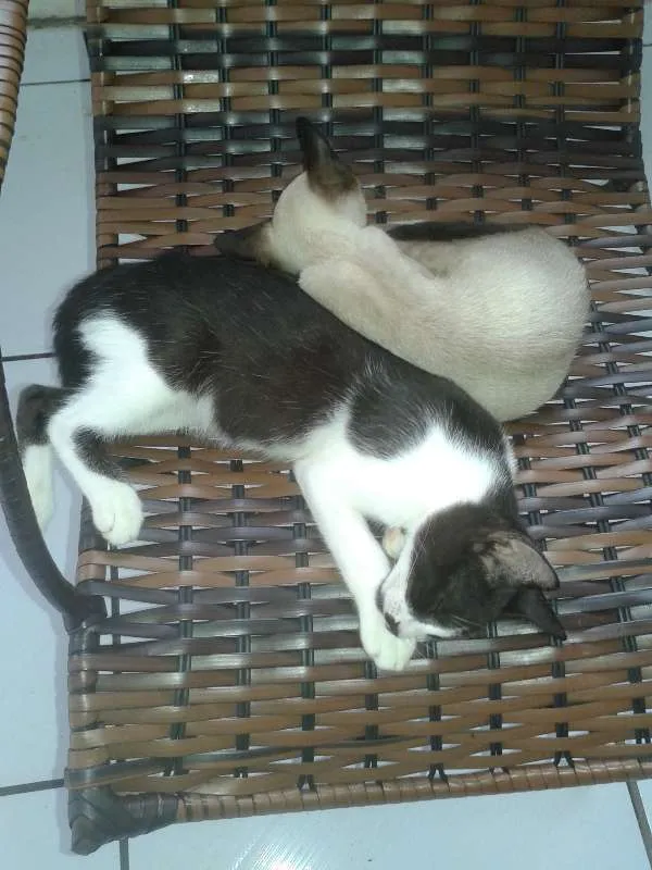 Gato raça mestiços idade 2 a 6 meses nome sem nome