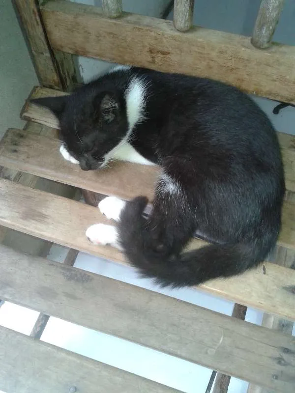 Gato raça mestiços idade 2 a 6 meses nome sem nome