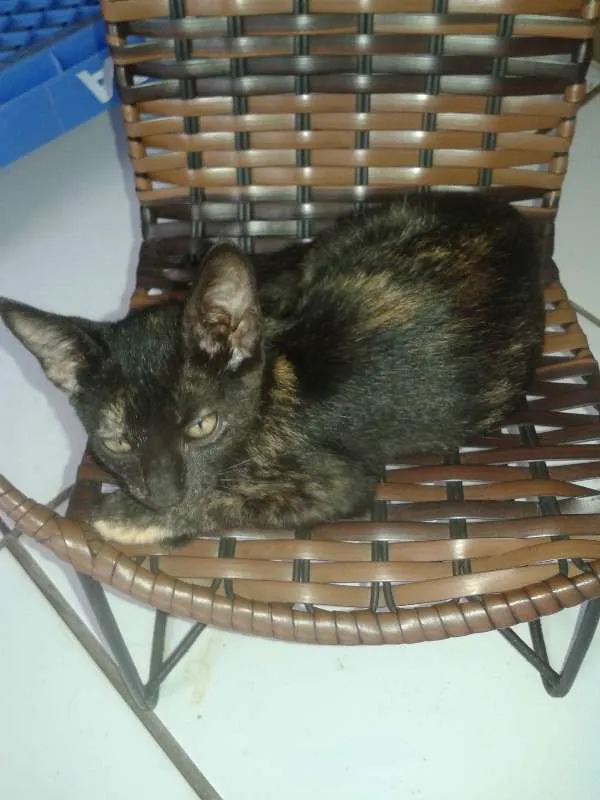 Gato raça mestiços idade 2 a 6 meses nome sem nome