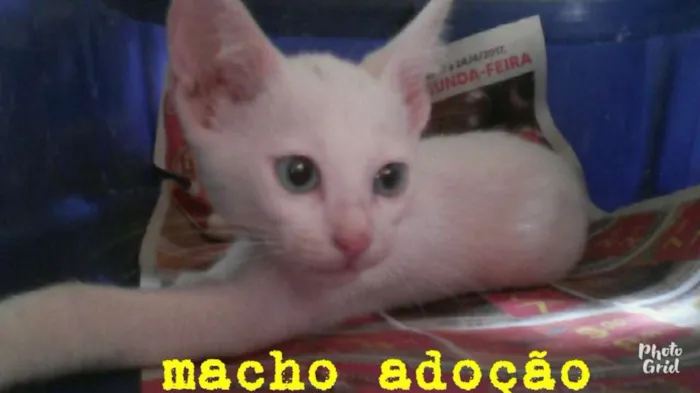Gato raça Sem raça idade 2 a 6 meses nome Tampinha