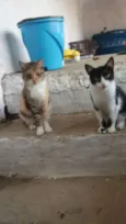 Lica e drika