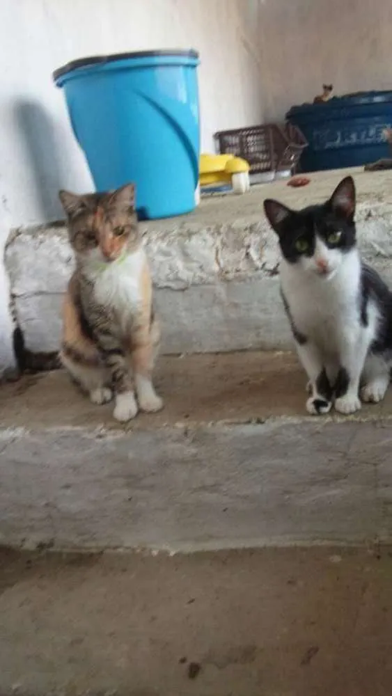 Gato raça Sem raça idade 2 a 6 meses nome Lica e drika