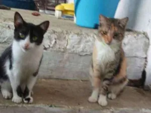 Gato raça Sem raça idade 2 a 6 meses nome Lica e drika