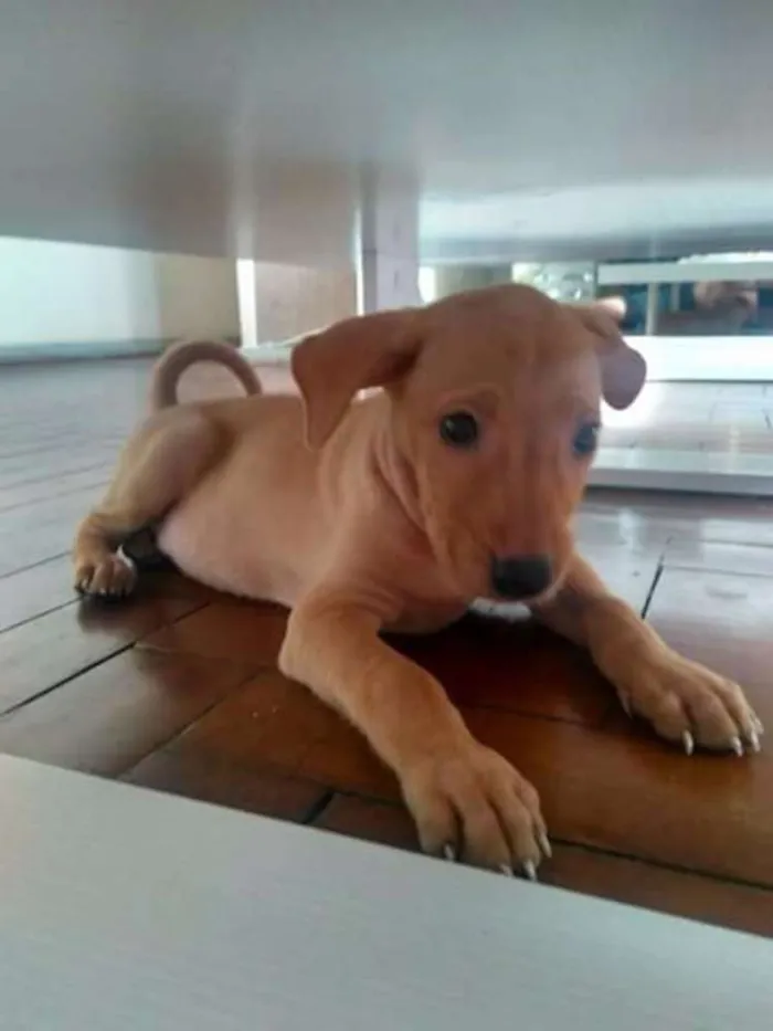 Cachorro ra a Indefinida idade 2 a 6 meses nome Sem nome