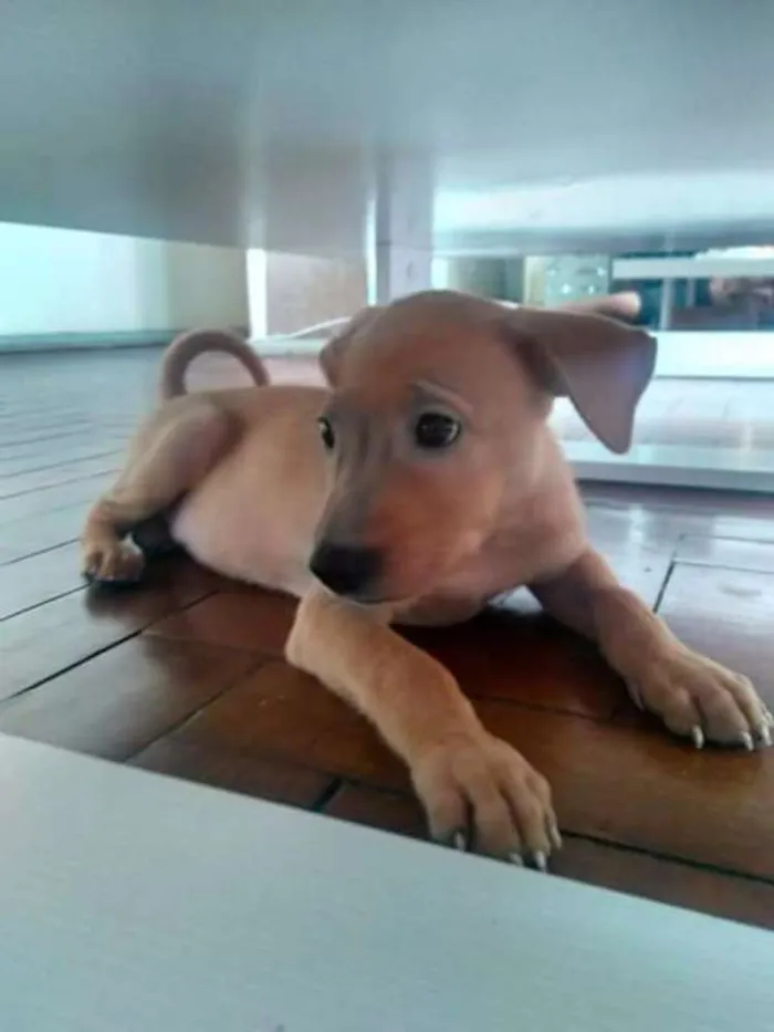 Cachorro ra a Indefinida idade 2 a 6 meses nome Sem nome