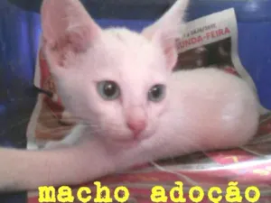 Gato raça Sem raça idade 2 a 6 meses nome Tampinha
