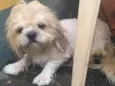 cachorrinho