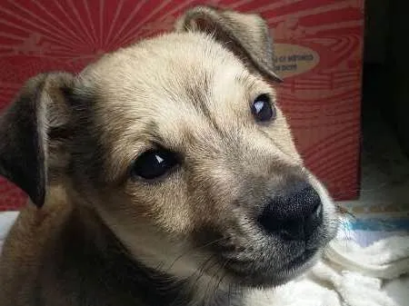 Cachorro ra a SRD idade 2 a 6 meses nome Clara