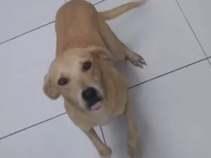 Cachorro raça Viralata idade 7 a 11 meses nome Meg