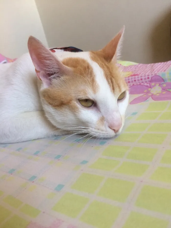 Gato ra a SRD idade 7 a 11 meses nome Thomás