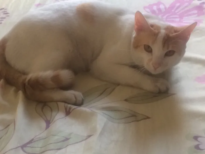 Gato ra a SRD idade 7 a 11 meses nome Thomás