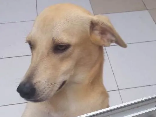 Cachorro raça Viralata idade 7 a 11 meses nome Meg