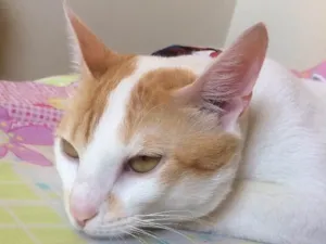 Gato raça SRD idade 7 a 11 meses nome Thomás