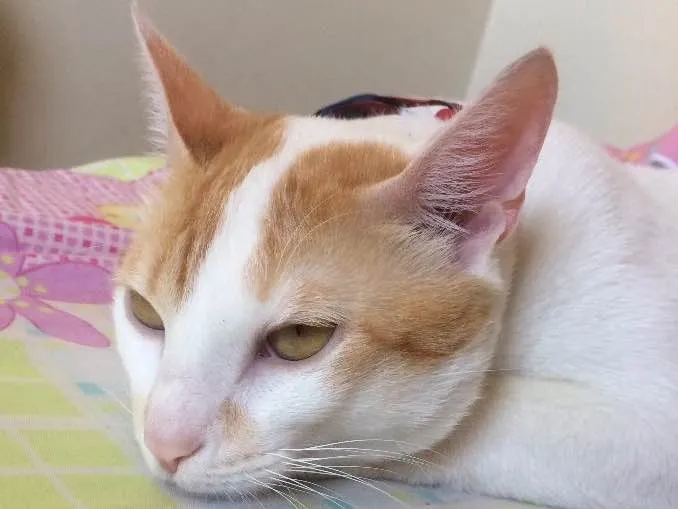 Gato ra a SRD idade 7 a 11 meses nome Thomás