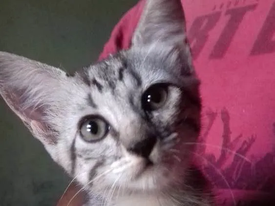 Gato ra a  idade 2 a 6 meses nome Não tem nome 