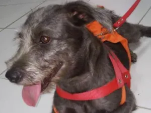 Cachorro raça SRD idade 2 anos nome NIna