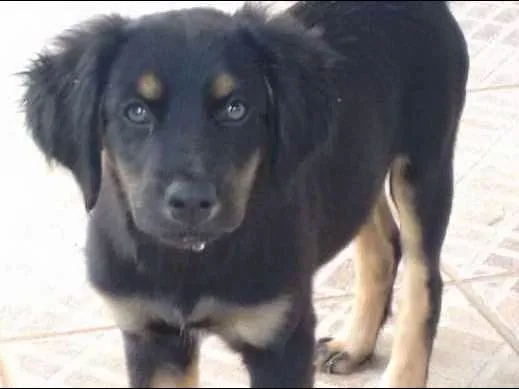 Cachorro ra a Vira-lata idade 2 anos nome Ozzy