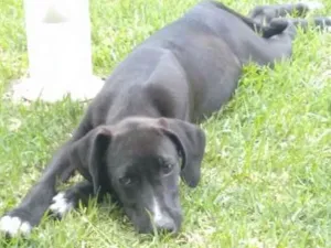 Cachorro raça Vira lata idade 2 anos nome Duque