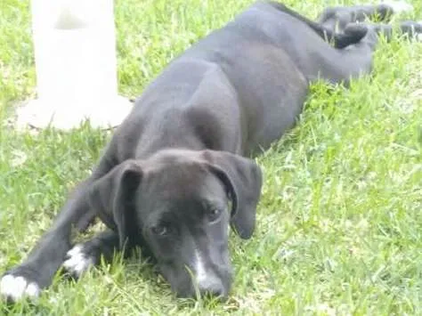 Cachorro ra a Vira lata idade 2 anos nome Duque