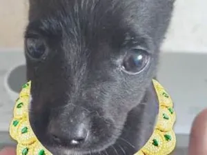 Cachorro raça srd idade 2 a 6 meses nome SHADOW