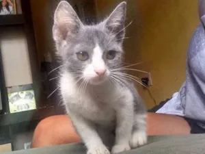 Gato raça  idade 2 a 6 meses nome Shakira