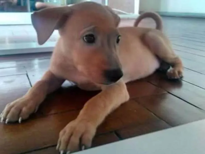 Cachorro ra a Indefinida idade 2 a 6 meses nome Sem nome